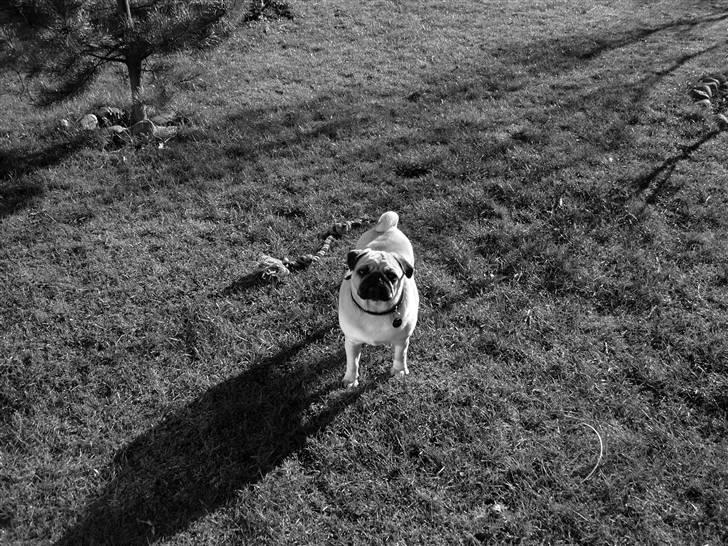 Mops Diablo - Mors lille fotomodel billede 1