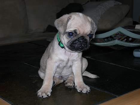 Mops Diablo - Den første dag i sit nye hjem - kun 9 uger gammel billede 2