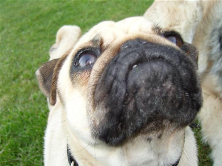 Mops Diablo - its a bird, no its a plain, noooo its superman billede 3