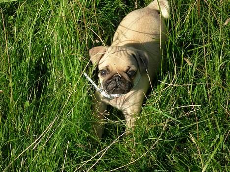 Mops Diablo - nyder solen billede 4