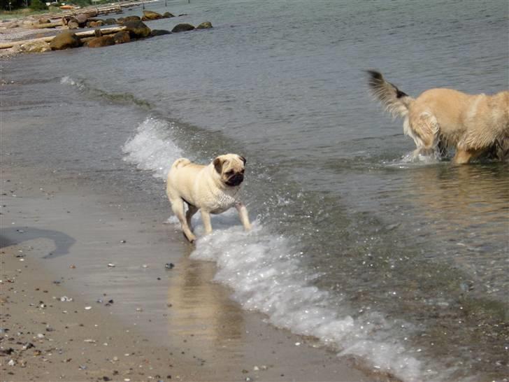 Mops Diablo - he he sjovt at fange bølger  *d. 21/08 - 08* billede 5