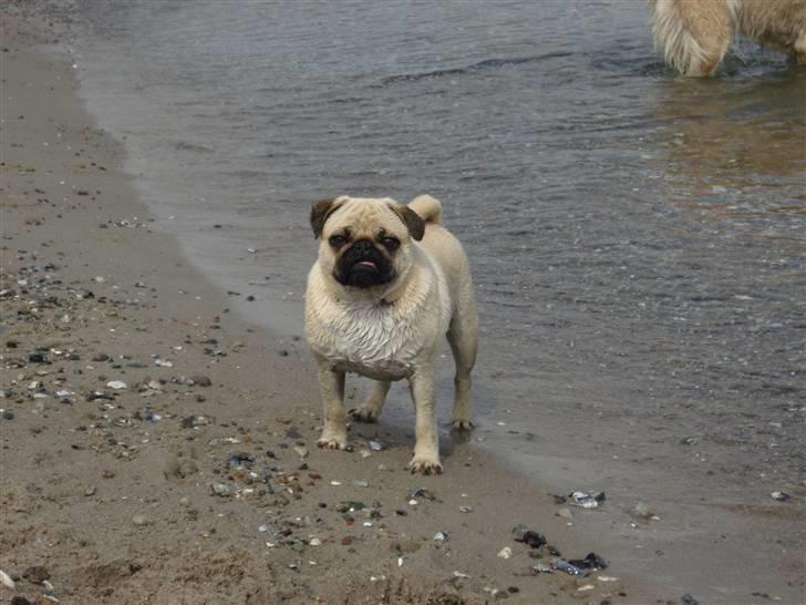 Mops Diablo - uhhhh weee billede 6