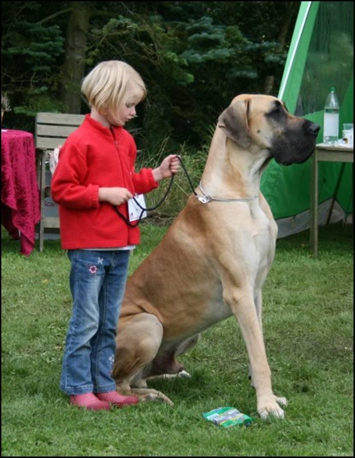 Grand danois Maxidan´s Jutlander  - Vejen, sept 07: Cecilie og Oscar i barn og hund. Hvem kan stå for sådan et par??? ;o) billede 9