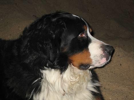 Berner sennenhund kenzo - jeg er så pæn i profil... billede 1