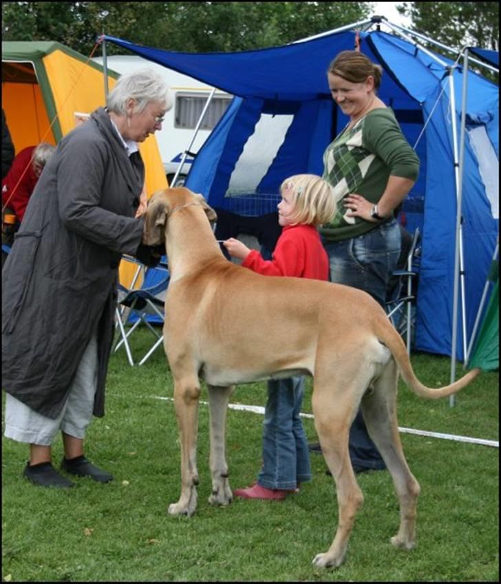 Grand danois Maxidan´s Jutlander  - Cecilie viser stolt hendes bedste ven frem for den søde dommer. Mor er med på sidelinjen, for Oscar kan lugte dejlige damer....;o) billede 11