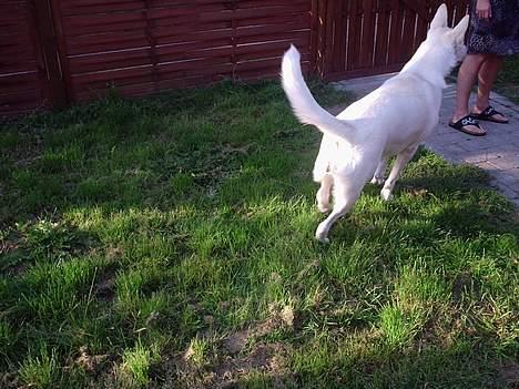 Hvid Schweizisk Hyrdehund Bonnie - Leger vagt hund. billede 1