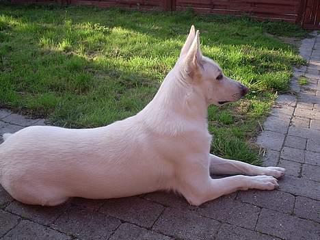 Hvid Schweizisk Hyrdehund Bonnie - Slapper af. billede 2