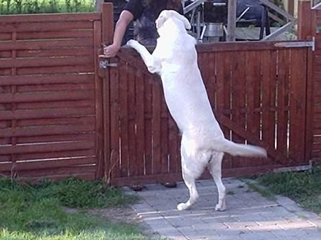 Hvid Schweizisk Hyrdehund Bonnie - Mor kommer hjem fra job. billede 3