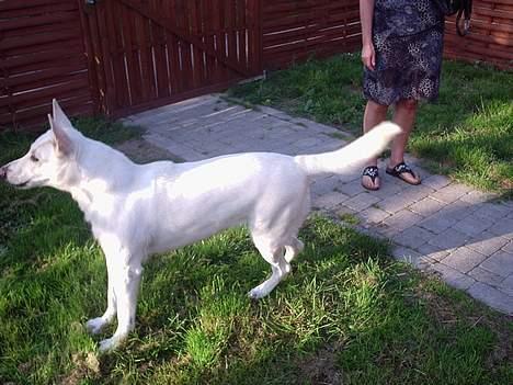 Hvid Schweizisk Hyrdehund Bonnie - Der kom en kat på den snden side af hegnet. billede 4