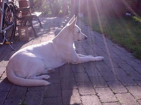 Hvid Schweizisk Hyrdehund Bonnie - Ligger og nyder aften solen. billede 5