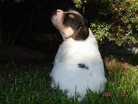 Dansk svensk gaardhund Awesome Joey - Sidder lige og nyder eftermiddags solen i haven billede 8