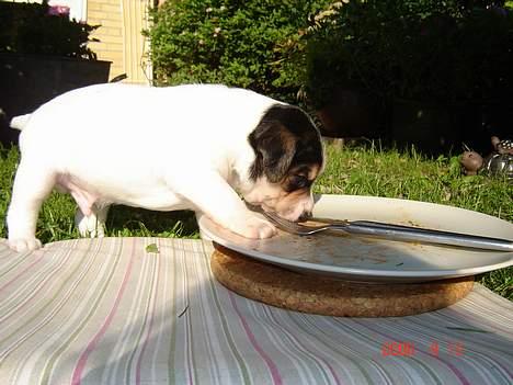 Dansk svensk gaardhund Awesome Joey - Blev lige lidt sulten.. mums billede 9