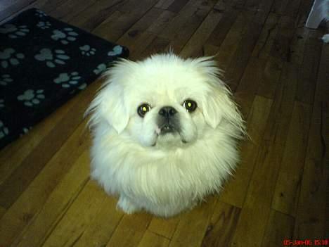 Pekingeser Jensen billede 1