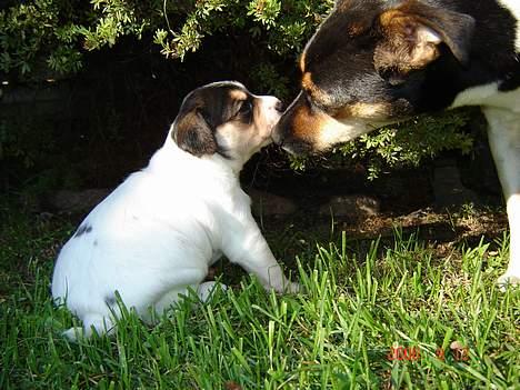 Dansk svensk gaardhund Awesome Joey - Mmm min mor kysser mig billede 10