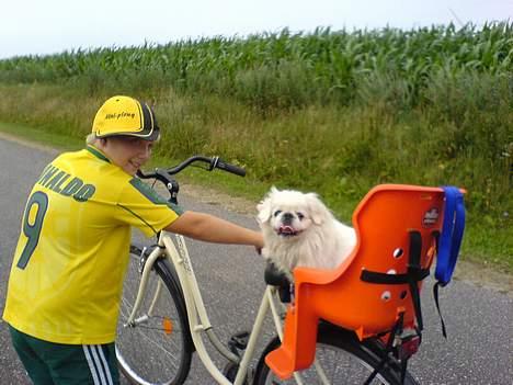Pekingeser Jensen - Jeg kører på cykel med "fætter" Nicolaj billede 2