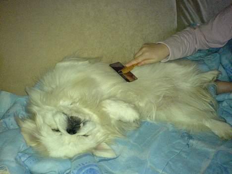 Pekingeser Jensen - Så skal vi friseres billede 3