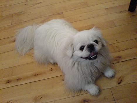 Pekingeser Jensen billede 4