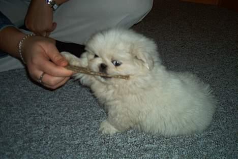 Pekingeser Jensen - Den første dag i mit nye hjem - 8 uger gammel billede 5