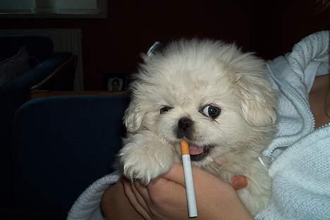 Pekingeser Jensen - Sjovt at stjæle smøger billede 6