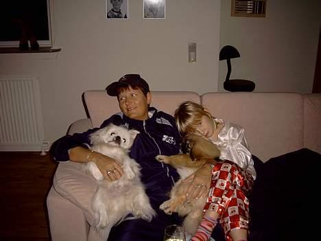 Pekingeser Jensen - Mig og min "mor" og Olsen jeg er far til og "kusine" Pernille billede 7