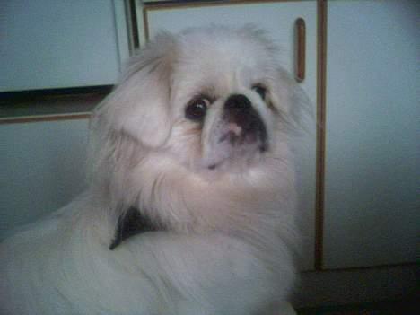 Pekingeser Jensen billede 8