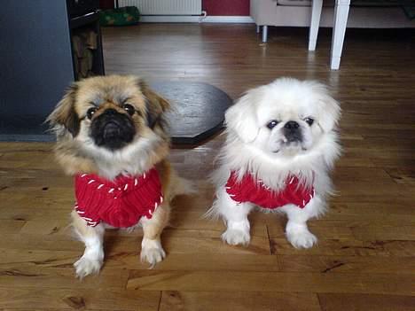 Pekingeser Jensen - Mig og Olsen i vores nye trøjer billede 9