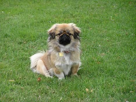 Pekingeser Olsen billede 1