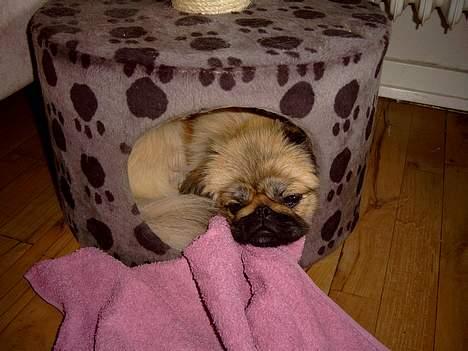 Pekingeser Olsen - Her er jeg i min hule billede 2