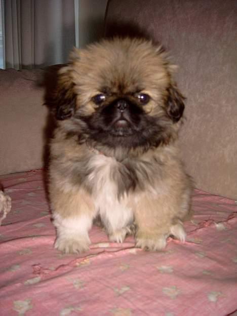 Pekingeser Olsen - Mit første bad billede 3