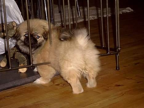 Pekingeser Olsen - Jeg kan stadig komme igennem gitteret billede 4