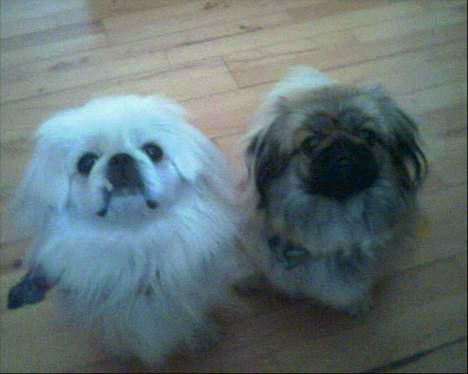 Pekingeser Olsen - Mig og min Far Jensen billede 5