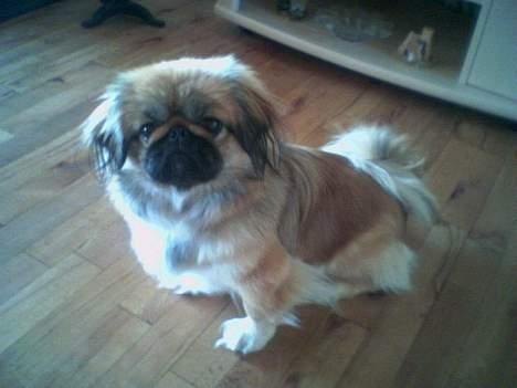 Pekingeser Olsen billede 7