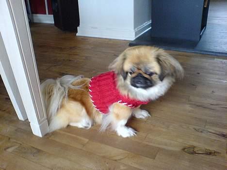 Pekingeser Olsen billede 8