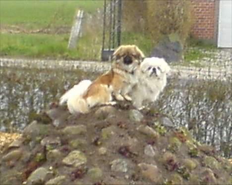 Pekingeser Olsen - Her sidder vi på vores udkigspost billede 9