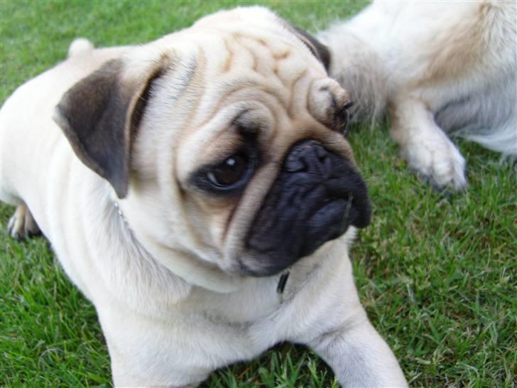 Mops Diablo - maj 08 billede 7