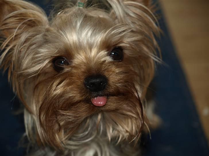 Yorkshire terrier * Luca, betjent* - Jeg har lige lært at række tunge......Imponerende Ikk?.... Smil. billede 5