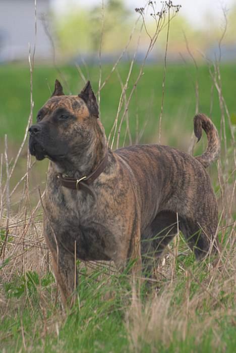 Dogo canario Nova billede 10