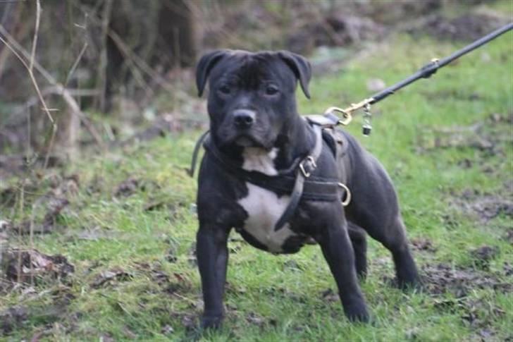 Staffordshire bull terrier eddie - Gåtur billede 1