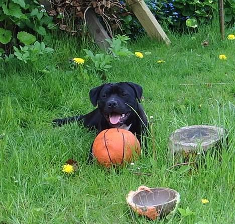 Staffordshire bull terrier eddie - i haven billede 2