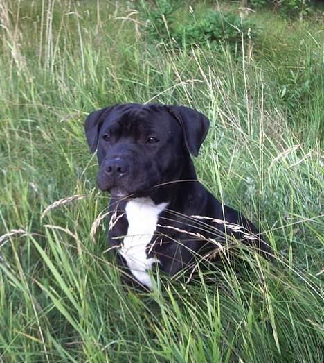 Staffordshire bull terrier eddie billede 3