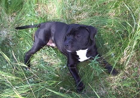 Staffordshire bull terrier eddie billede 4