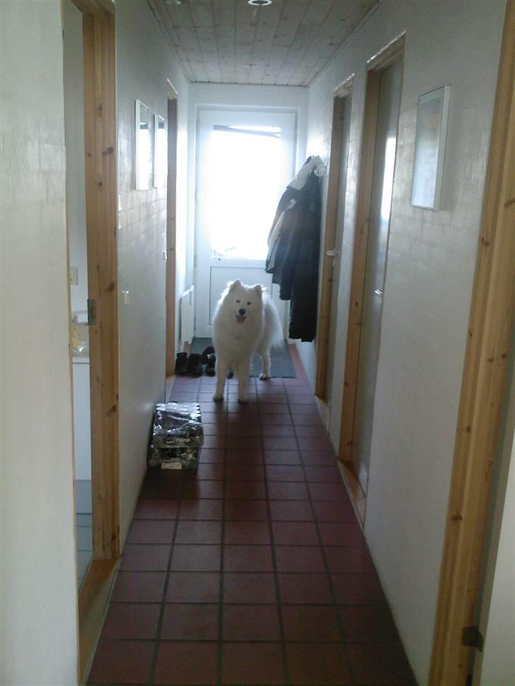 Samojedhund Snemark's Mr. Hot Stuff billede 10