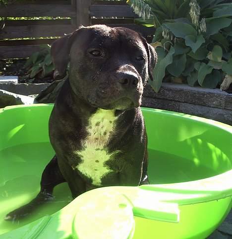 Staffordshire bull terrier eddie - eddie´s i hans badebassin billede 5