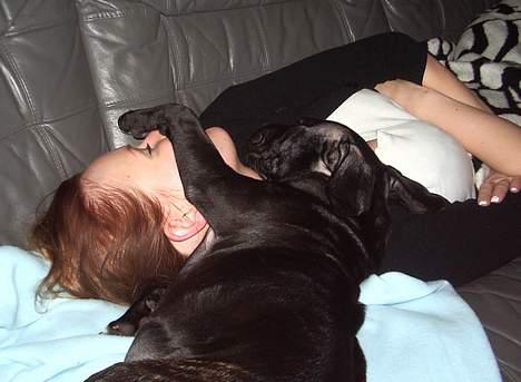 Staffordshire bull terrier eddie - sovetryner billede 6