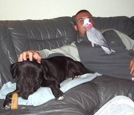 Staffordshire bull terrier eddie - hygge med rosa billede 7