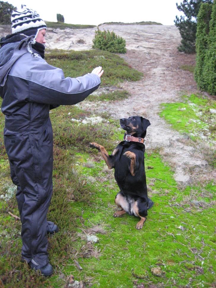 Blanding af racer Cherie - så ... får jeg så den godbid  billede 2