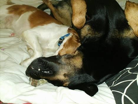 Blanding af racer Cherie - Vi nusser billede 4