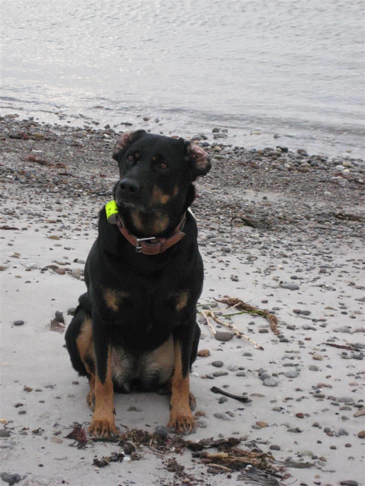 Blanding af racer Cherie -  kaster du  billede 5