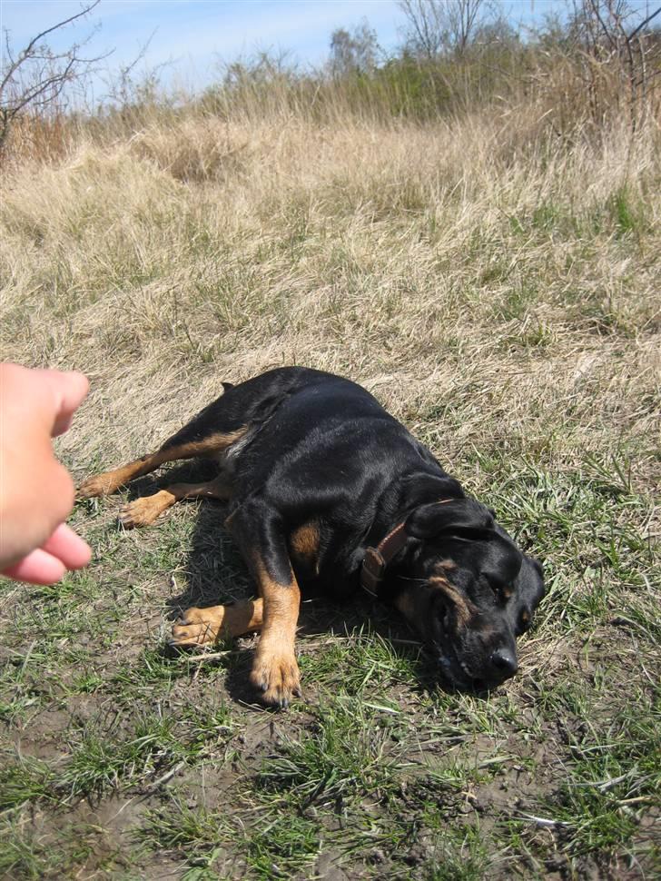 Blanding af racer Cherie - Bang billede 6