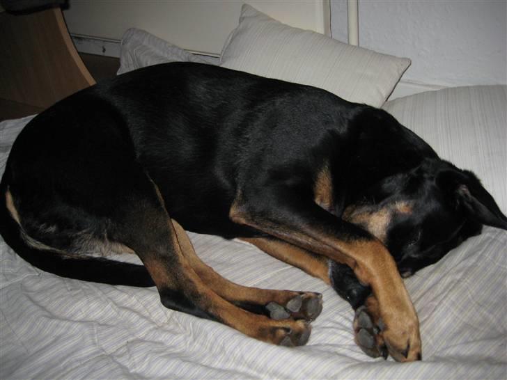 Blanding af racer Cherie billede 7